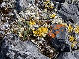 Vacation Alaska and Northwest  Lichens